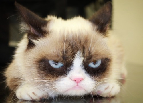 The Official Grumpy Cat's Tumblr