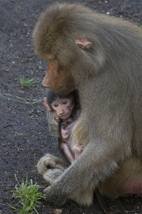 sdzoo:Mother-daughter Bonding Female Hamadryas baboons give...