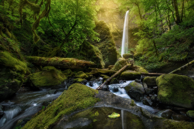 The Life Neurotic With Steve's Issues - The Hoh Rainforest In 