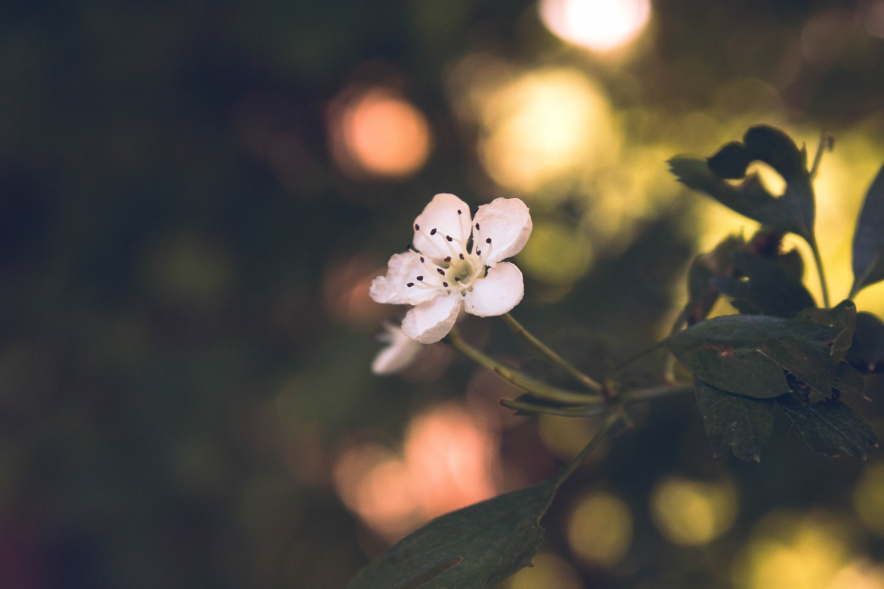 Ily Lamore è Un Bellissimo Fiore Ma Bisogna Avere Il