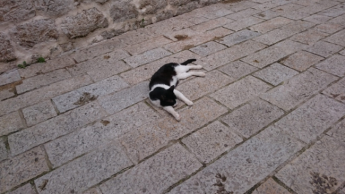 c9x13nczstyj:c9x13nczstyj:Cats of Podgoricaбонус