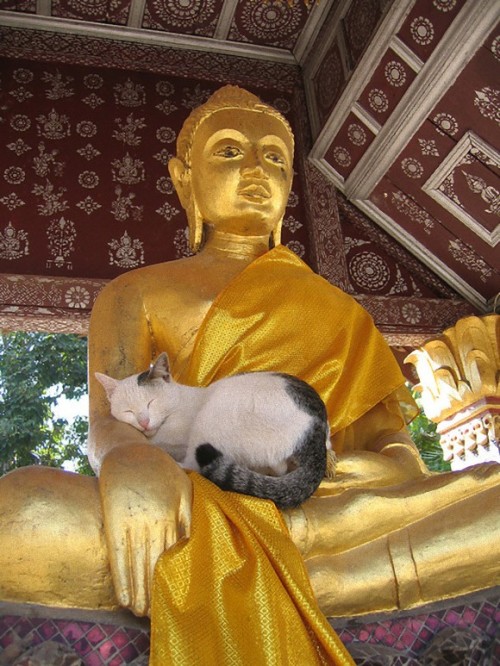 former-fatty:mariestocat:inthemoodforportnawak:Buddah Cats...