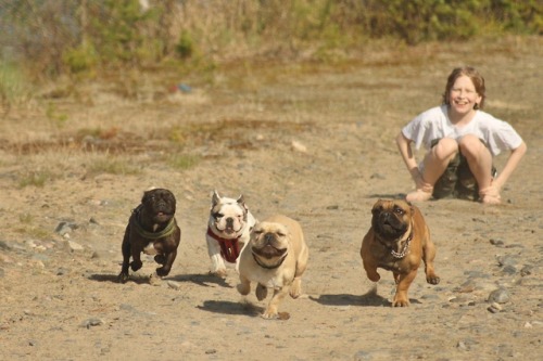 frenchbulldoge:Frenchie race!!!