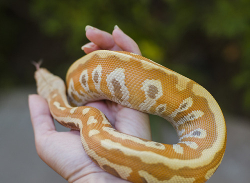 dogsignalfire:Magma the blood python. He’s a T-positive albino...