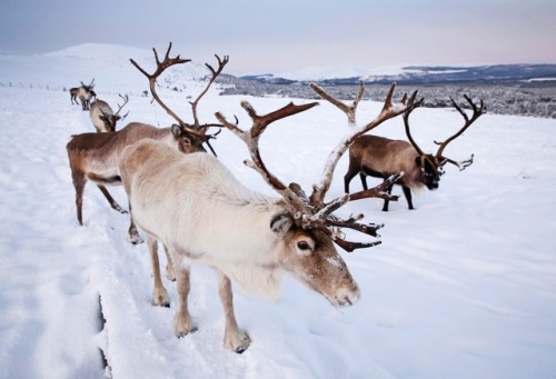 animals deer reindeer snow winter united kingdom nature
