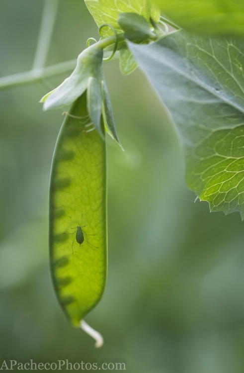 Aphids on The Peas