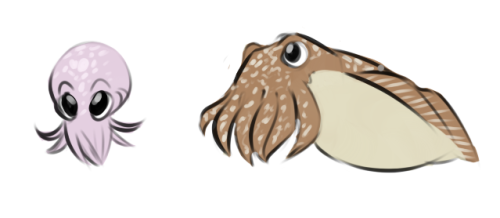 molluskmeat:cephalopod appreciation post!