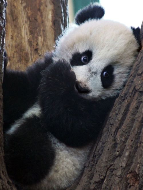 panda bears on Tumblr