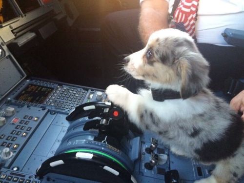 Image result for puppy pilot