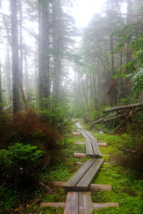 pedrodynomite:Bog walkin’ through the New Hampshire Appalachian...