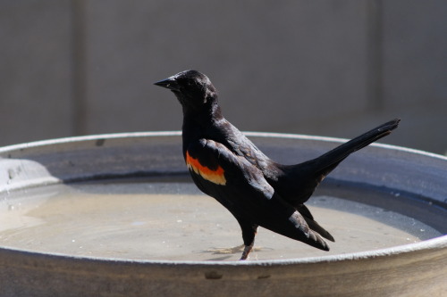 ajaxbird