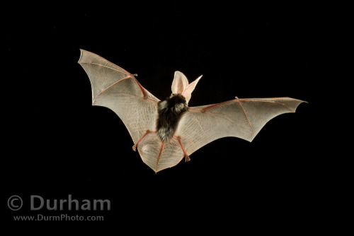 ainawgsd:Spotted BatsThe spotted bat (Euderma maculatum) can...