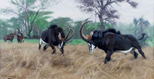 Wilhelm Kuhnert (1865-1926) - Sable antelopes