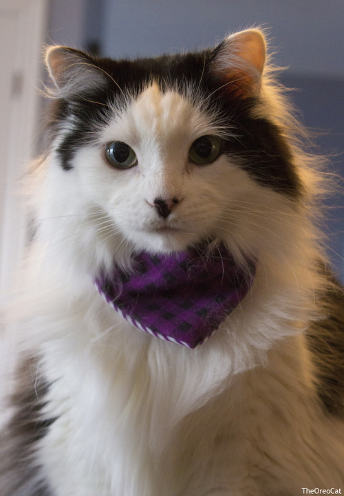 theoreocat:smol blep.