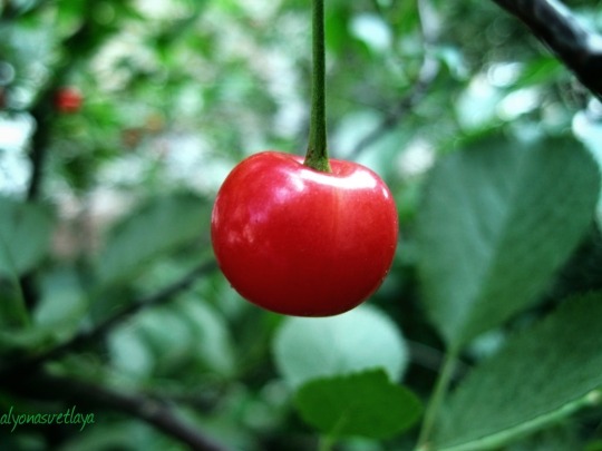 cherrytree