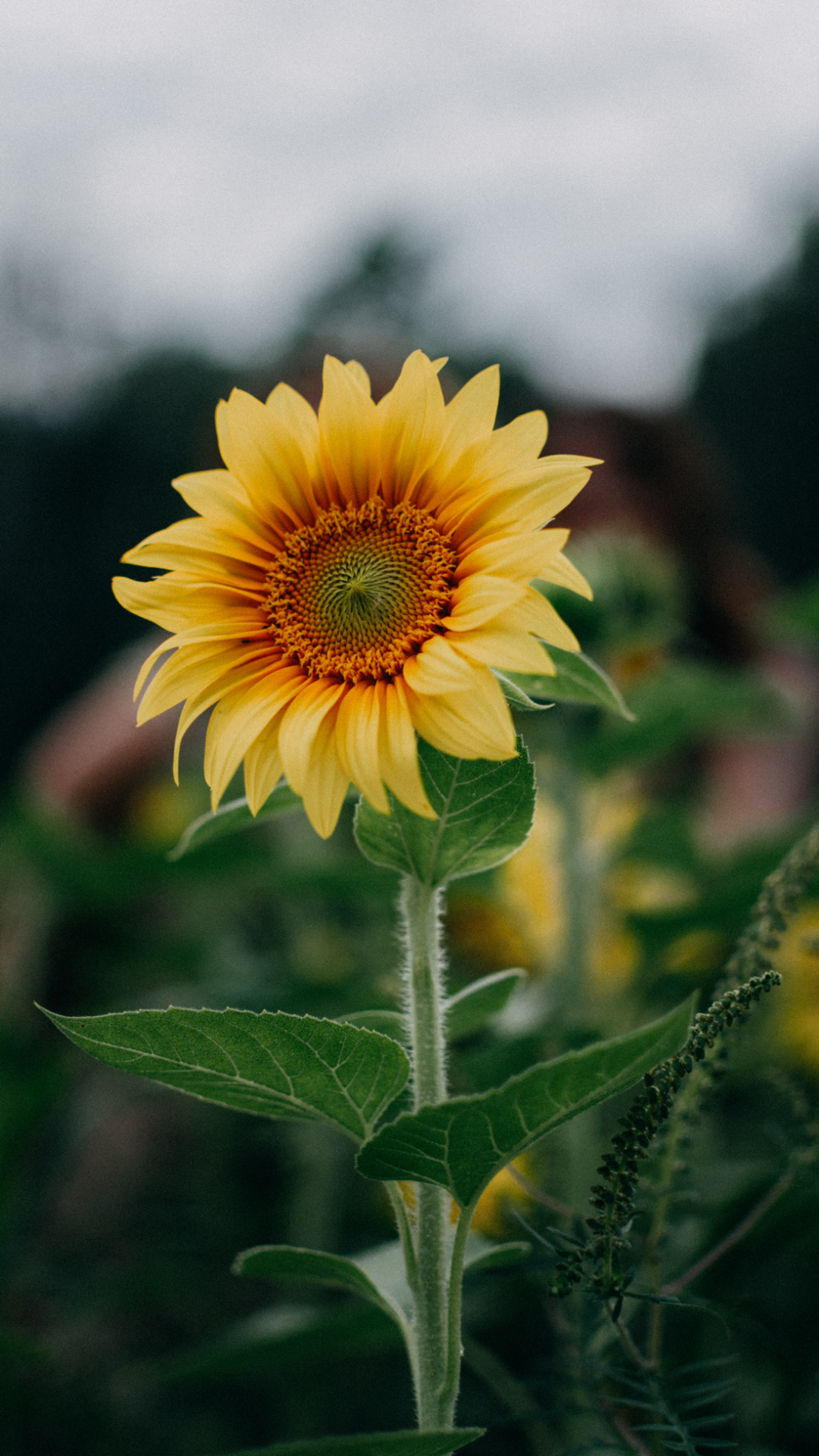  sunflower  on Tumblr 