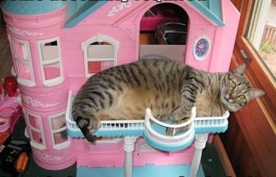 dollhouse cat