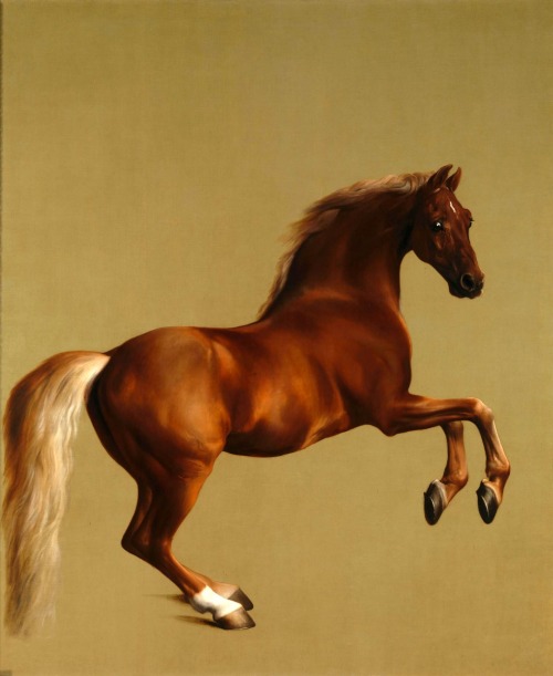 Whistlejacket George Stubbs painting the national gallery london