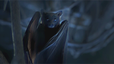 Nouveau livre : L’homme chauve-souris de Jo Nesbø. New book : The Bat by Jo Nesbø.