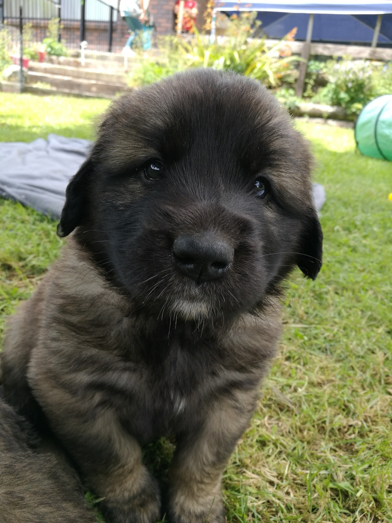 leonberger soft toy