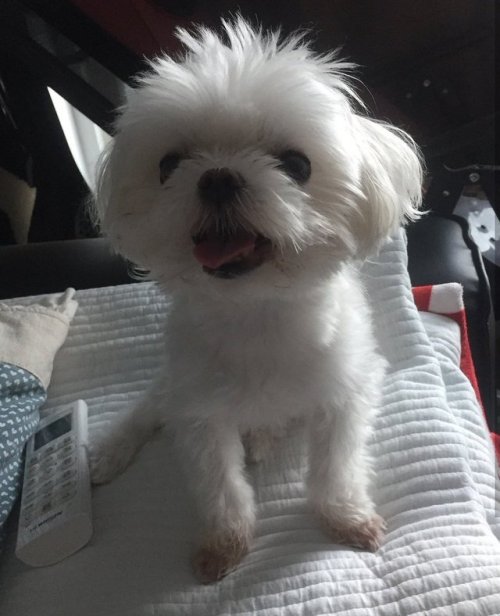 fuckyeahchoiyoungjae:[20180805] CoCo’s IG Update Daddy is...