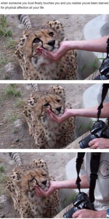 awesomacious:Wholesome cheetah