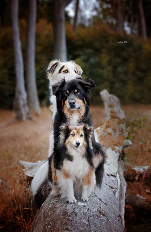 lainphotography:Diva (sheltie), Dundee (Aussie) and Daphne...