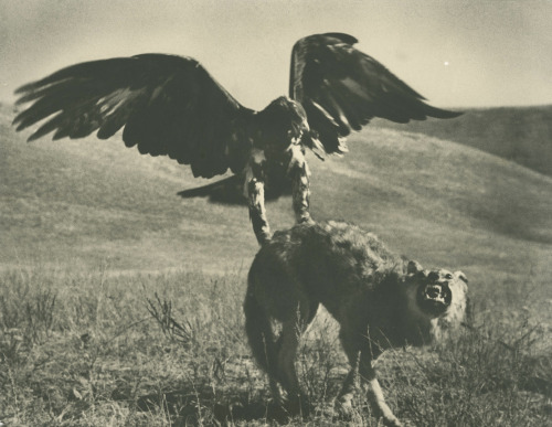 nervoservo:Max Alpert(1899-1980) - Hunting with Golden...