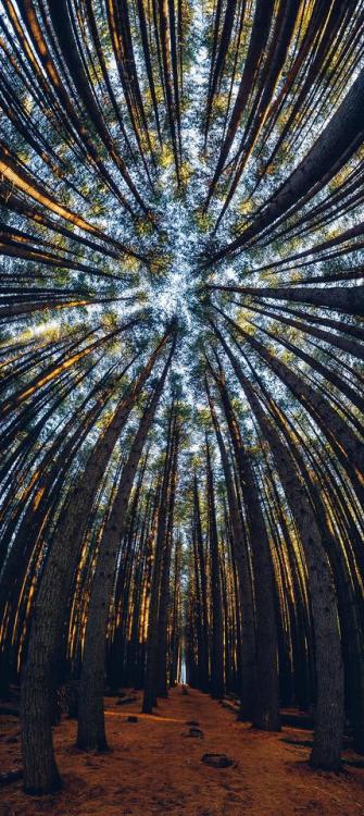 amazinglybeautifulphotography:Under the Sugar Pines Panorama -...