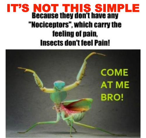 Relax i m an entomologist do insects feel pain 