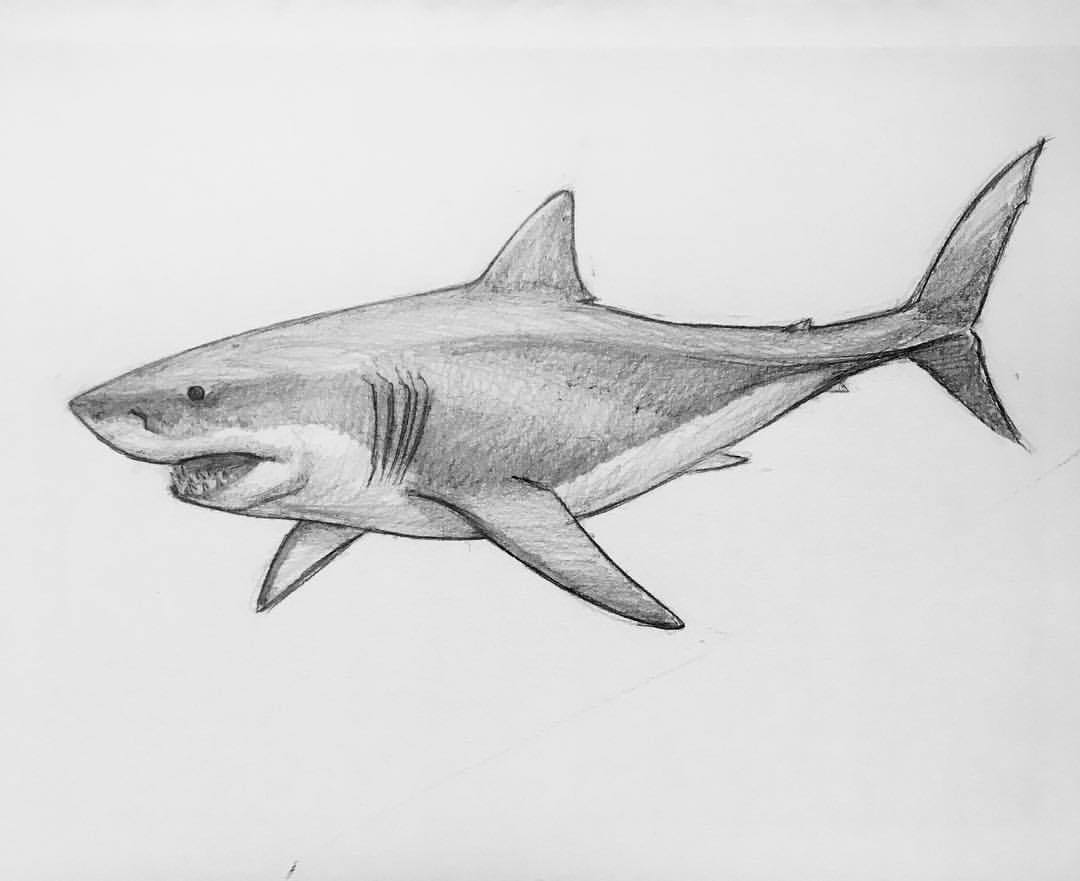 Xeno the Sharp Tongue, amorousdino: A great white shark doodle I did in...