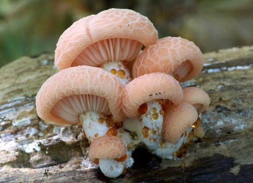 mossful:rhodotus fungi