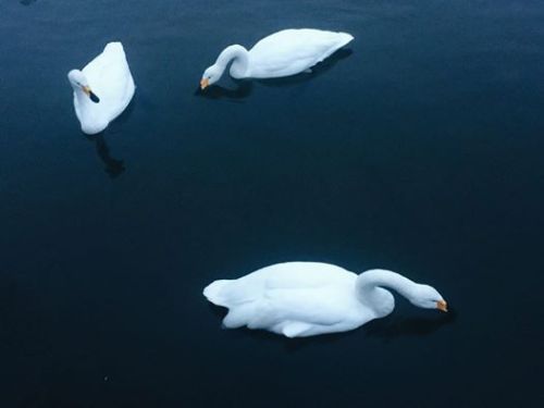 白鳥を見にでかけました。今年の白鳥の数は少なめ。。。北上市・大堤公園には毎年、シベリアから白鳥が飛来し、冬の訪れを告げます。冬の間...