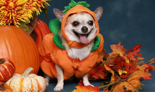 halloweentrickortreat:Dogs in Halloween costumes is a 10/10 