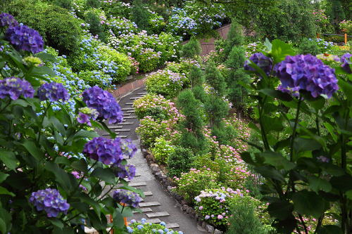 floralls:(via 2014-06-18 - 92san-photo album 京都の四季)