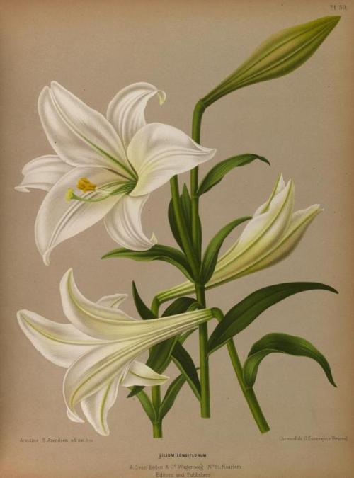 heaveninawildflower:Lilium.Illustrations taken from ‘Album van...