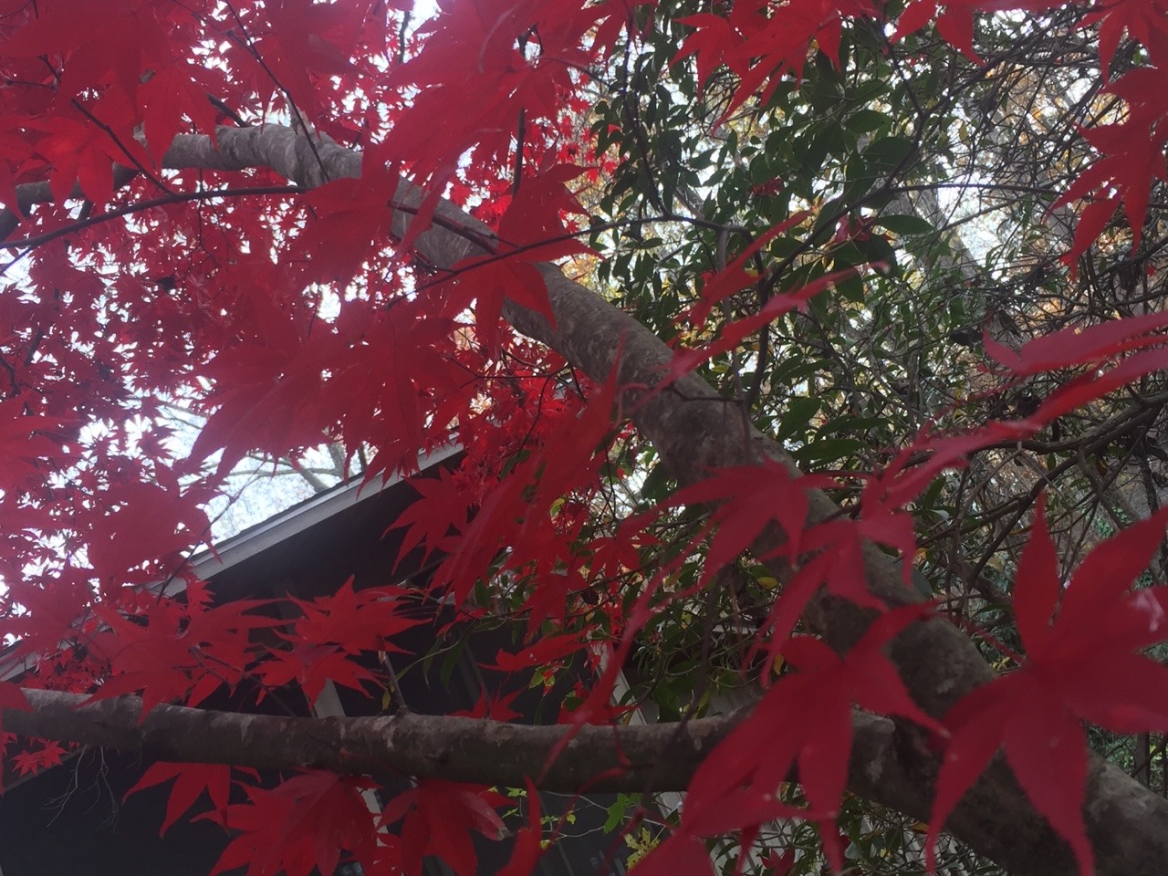 japanese red maple | Tumblr