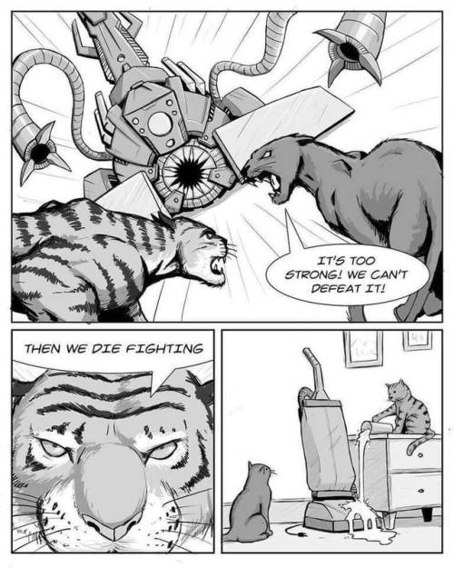 bringmecatsposts:Then we die fighting via https://ift.tt/2ITA3xN