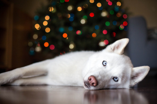 siberian husky dog handsomedogs monty