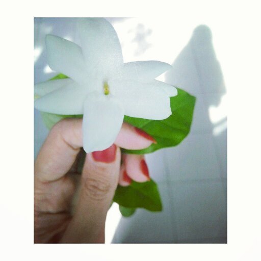 taruni   Bunga Melati Jasmine  Flower  This a 