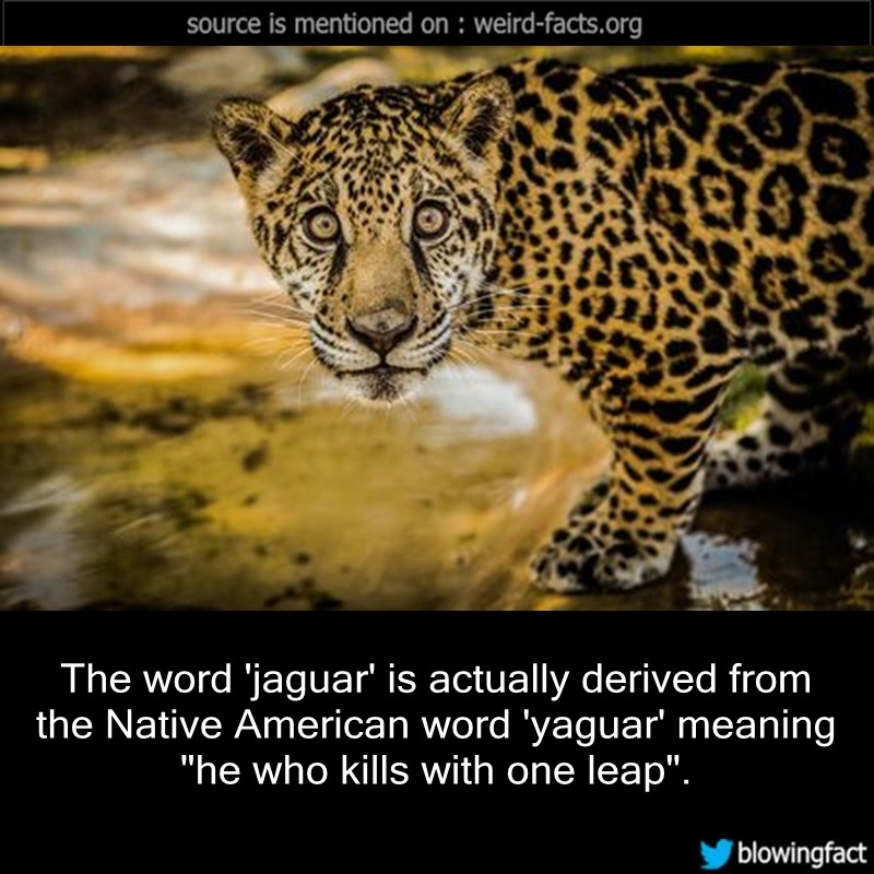 Weird Facts, The word ‘jaguar’ is actually derived from the...