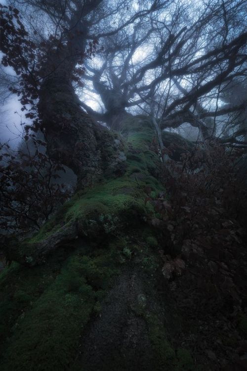 silvaris:Kingdom of Cevennes by Julien Delaval