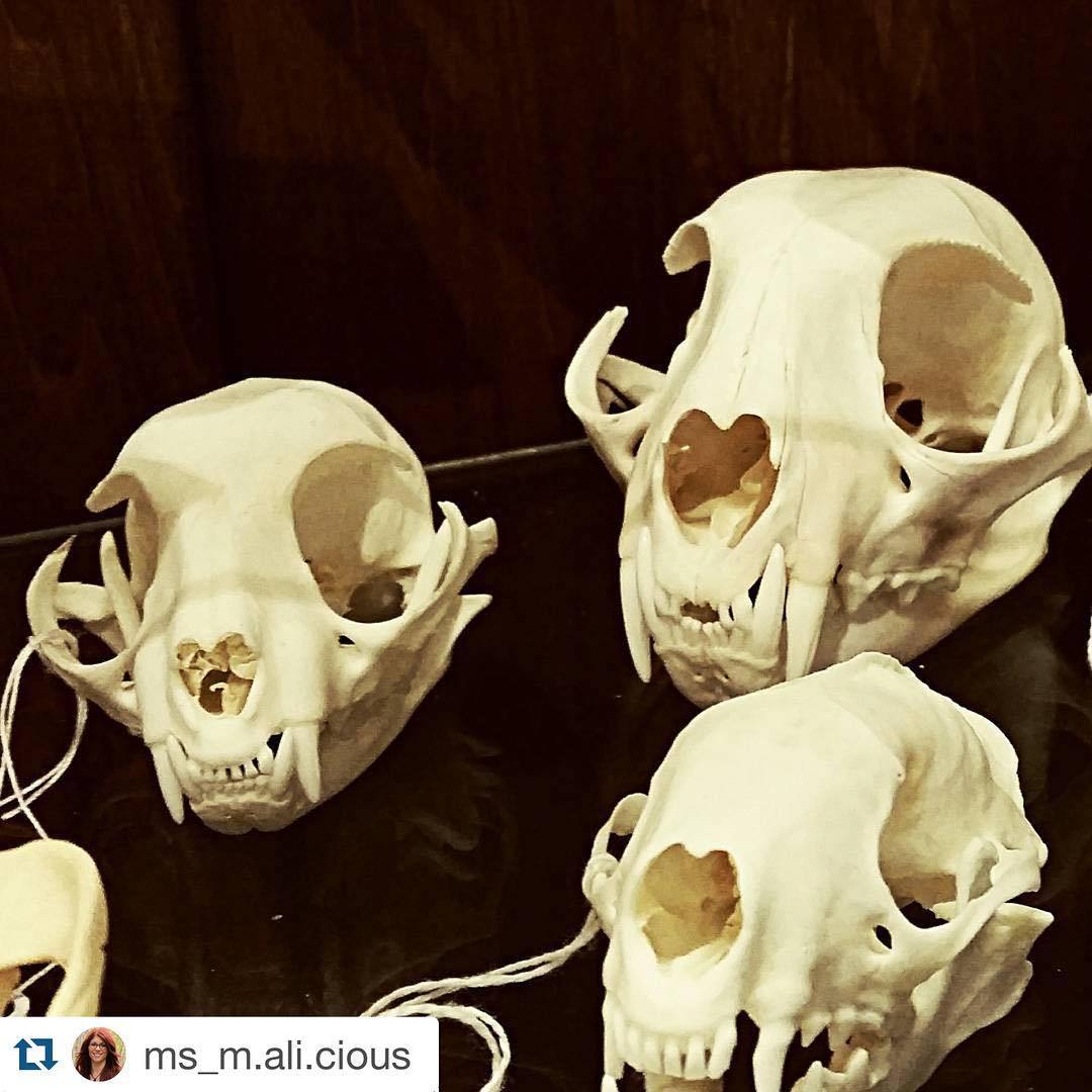 The Bone Room Repost From Bone Roomer Ms M Ali Cious From