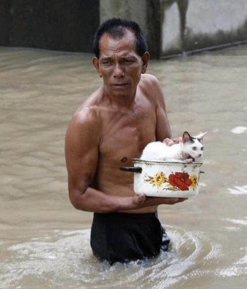 cutefunnybabyanimals:Man carries little cat after a heavy storm....