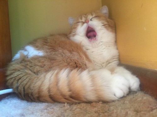 justcatposts:she screm