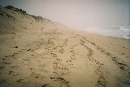 snosts:from when i went out with the analog in a foggy morning 