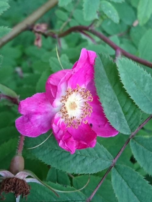 Wild rose