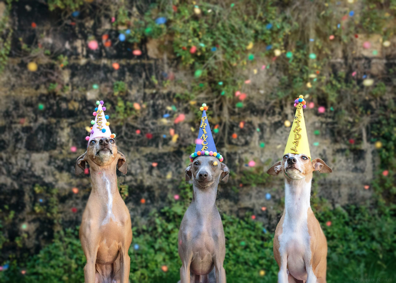 3 dogs wearing party hats