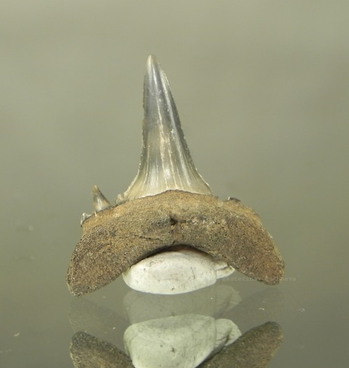 lifestyle-minerals:Tooth fossil shark Borovlyanskoe,...