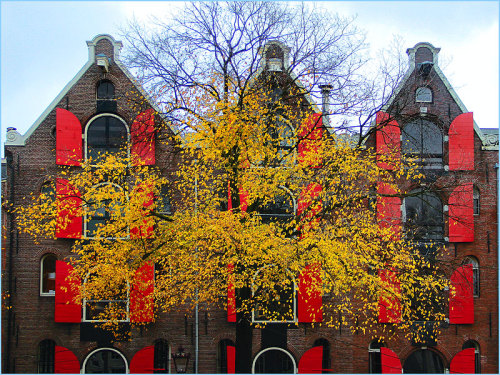 fotofreddy:Amsterdam. The last leaves